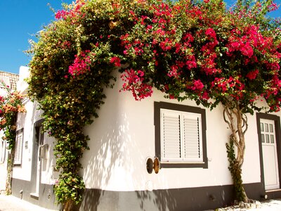 House covered in blooming red flowers trailing over the walls in Tavira, Portugal