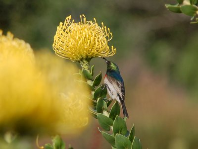 Close-up of Southern Double-collared Sunbird perched on yellow pincushion Leucospermum flower, South Africa