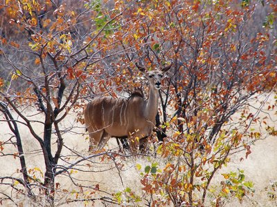 Female Kudu standing behind foliage, South Africa