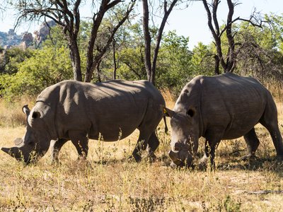 Two large rhinos grazing grass in Matobo National Park in Zimbabwe, Southern Africa