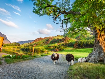 Herdwick sheep in Buttermere, Lake District, England