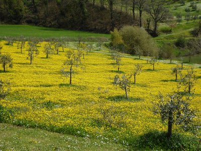 Yellow spring meadow with young small trees growing spaciously, near Anghiari, Italy