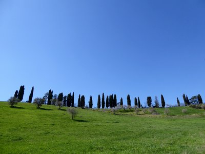 Coniferous trees stood tall in a line at the top of a grassy green hill against a clear blue sky in Umbria, Italy