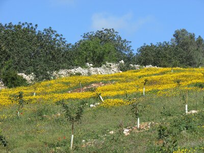 Yellow spring flowers on countryside field, Algarve, Portugal