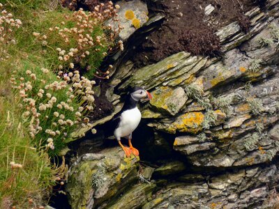 Puffin perched on cliff rock in Scottish Isles, Scotland, United Kingdom