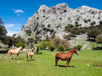 Three horses standing on grass field with trees growing on small rocky mountain in background, Sierra Grazalema, Andalusia, Spain