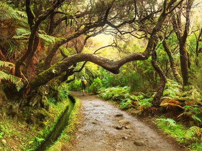Hiker in abundant green forest walking along mud footpath next to water channel in Laurisilva of Madeira, Portugal