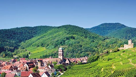 Vineyards among green hills and the castle of Kaysersberg, Kaysersberg, France