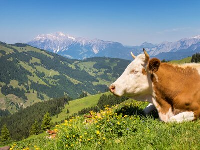Cow relaxing and enjoying the sun on mountain pasture in the alps, Switzerland