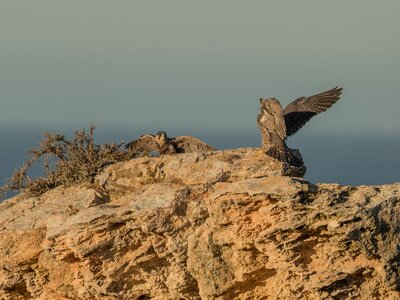 Peregrine Falcons (Falco peregrinus) on coastal rock by sea during sunny day