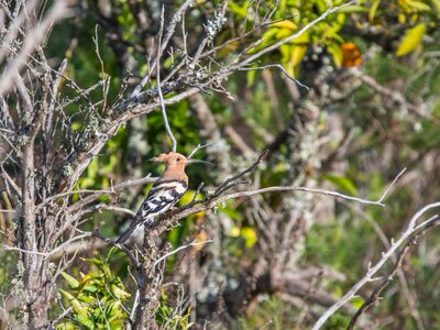Hoopoe bird (Upupa epops) perched on branch in bushes, Portugal