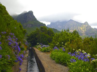 Levada of Madeira with blue and white wild flowers growing alongside and mountain peaks in background partly hidden by dense white clouds, Portugal
