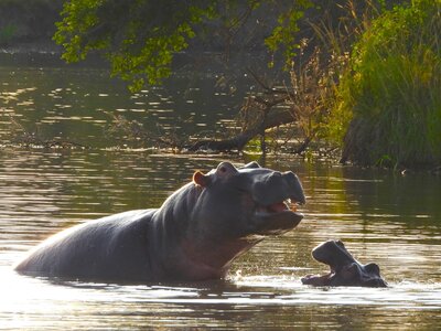 Adult and baby Hippo in water at game reserve, South Africa