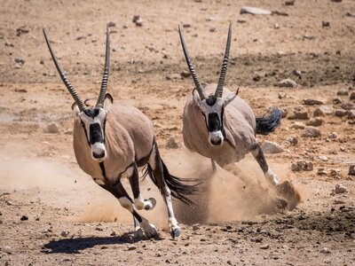 Two Oryx running in the Namibia desert kicking up dust as they make a sharp turn, South Africa