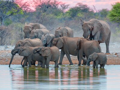 A group of elephants at a watering hole drinking water at lake with red glowing sky reflecting off water, Etosha National Park, Namibia, South Africa