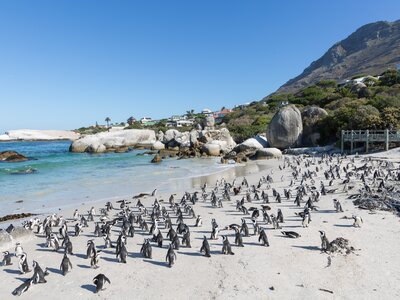 Large group of African penguins on sandy beach on sunny day with light blue sea and white boulders nearby, Boulders Beach, Cape Town, South Africa