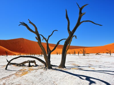 Dead Camelthorn trees in salt and clay pan against orange dunes and clear blue sky in Deadvlei, Sossusvlei. Namib-Naukluft National Park, Namibia, Africa