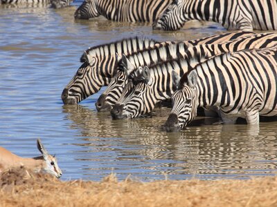 Group of thirsty Zebras sharing drinking water at watering hole with Springbok Antelope in Namibia, Africa