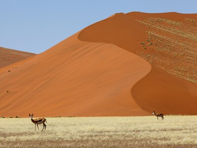 Two Springbok Antelopes in distance spaced apart among dry grass with large red sand dunes in Namib-Naukluft National Park, Namibia, South Africa