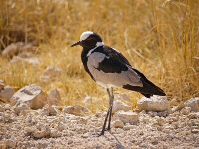 Black and white Blacksmith lapwing bird standing on white stones with long golden dry grass growing behind, South Africa