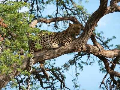 Cheetah relaxing on branch in tree, South Africa