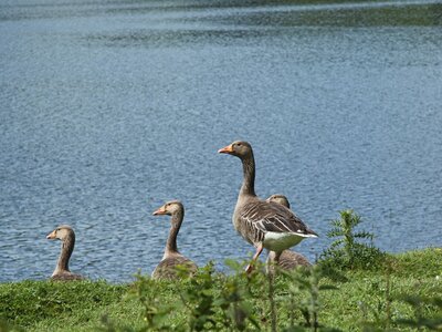 Greylag Geese standing on a grassy bank by Gouthwaite Reservoir, Nidderdale, North Yorkshire, UK