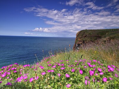 Irish Sea from St Bees Head Heritage Coast with wild flowers in foreground, Cumbria