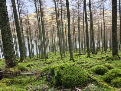 Moss-covered rocks in Burtness Woods with many pine trees growing and Robinson mountain in background, Buttermere, Lake District, Cumbria